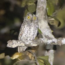 Oriental Scops-Owl